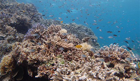 石垣島名蔵湾