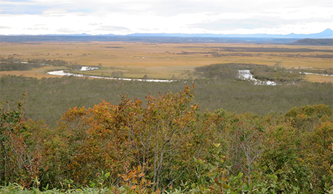 kushiro wetland