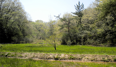 Yanami Wetland